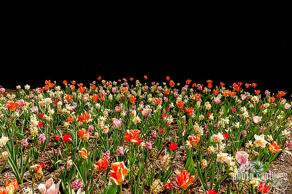 Cheekwood Tulips Garden