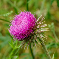 Thistle wildflower Milkweed square