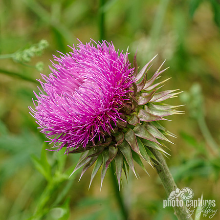 Thistle wildflower Milkweed square