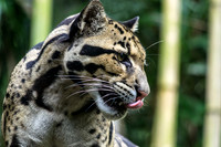 Big Cats