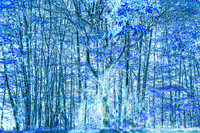 Varied Blue Inverted Trees Smoky Mountains