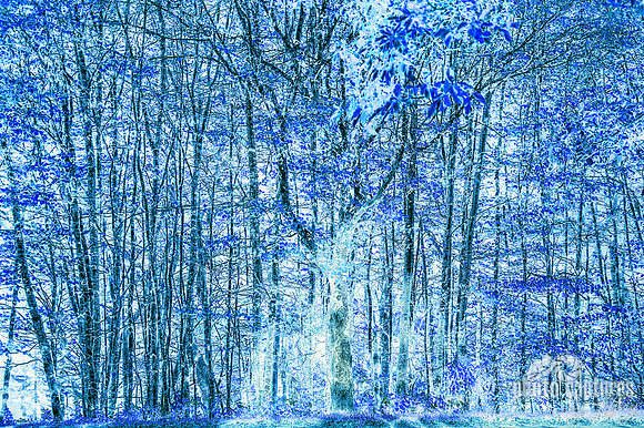 Varied Blue Inverted Trees Smoky Mountains