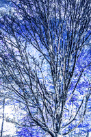 Inverted Blue Tree Close Up