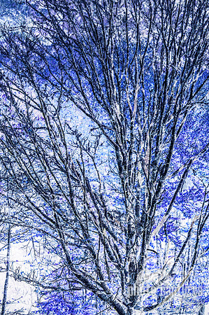 Inverted Blue Tree Close Up