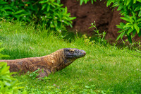 Komodo Dragon Head Up