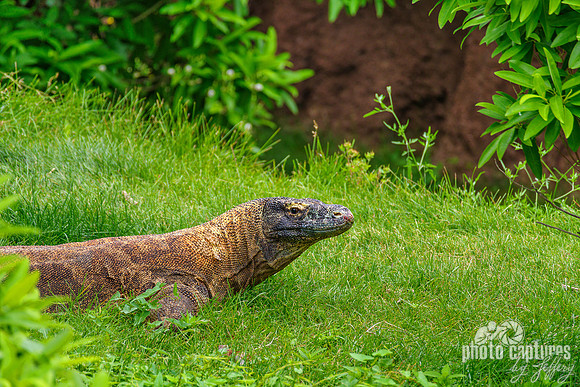 Komodo Dragon Head Up