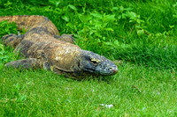 Komodo Dragon