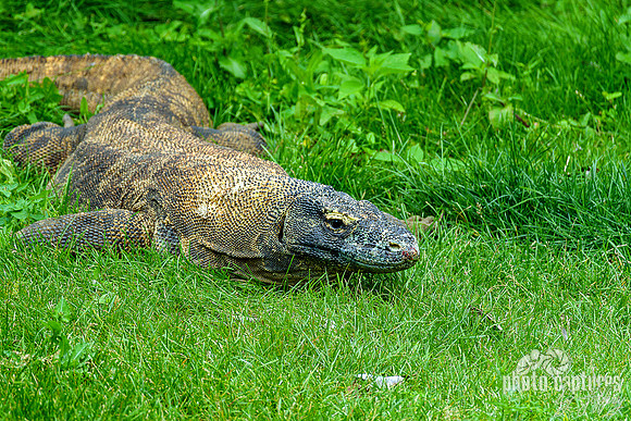 Komodo Dragon