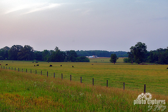 Pasture With Cows Early Morning