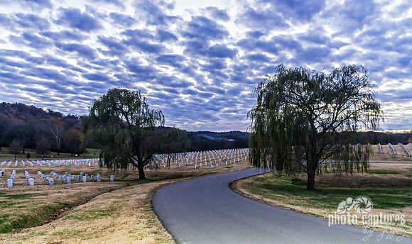 Middle Tennessee Veterans Cemetery Weeping Willows