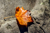 Leaf on Rock LeConte Creek Gatlinburg TN