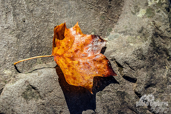 Leaf on Rock LeConte Creek Gatlinburg TN