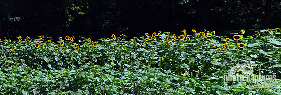Sunflower Panorama 2nd half