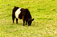 Belted Galloway Cow Grazing
