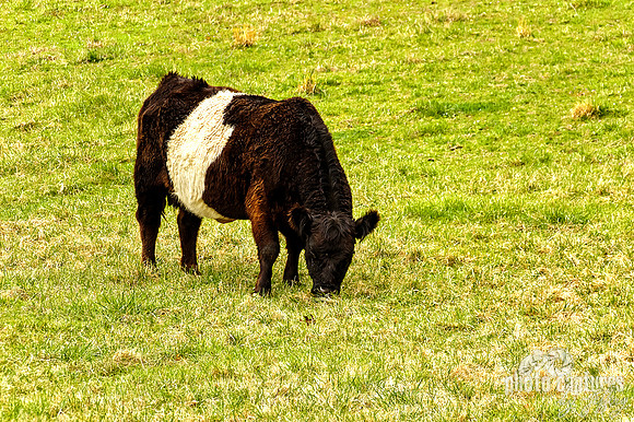 Belted Galloway Cow Grazing