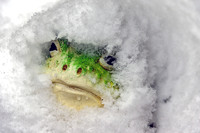 Decorative Bullfrog Covered in Snow