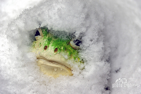 Decorative Bullfrog Covered in Snow