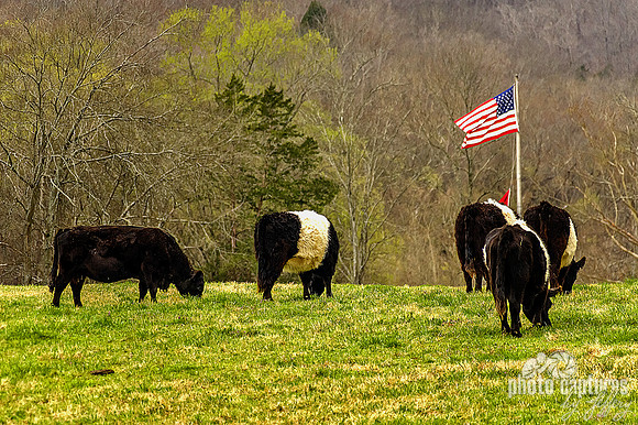 Flag Flying Above Cow Pasture