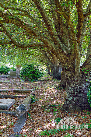 Row trees Oakwood Cemetery Montgomery AL