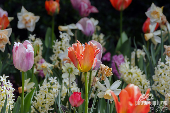 Elegant Floral Tulips Cheekwood Gardens
