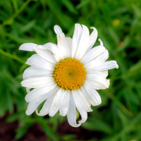 Matricaria chamomilla View Square