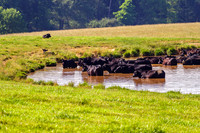 Black Cows Swimming in Pond