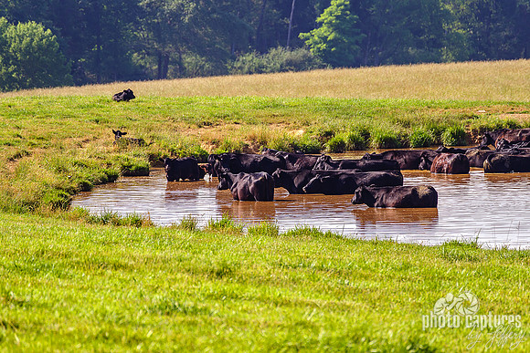 Black Cows Swimming in Pond