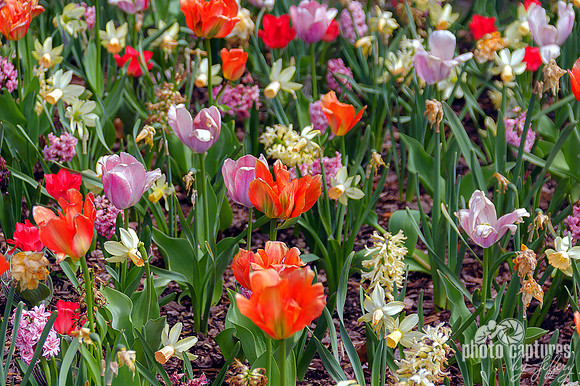 Cheekwood Botanical Tulip Gardens in Early Spring