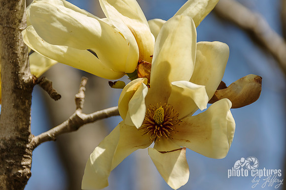 Cheekwood Elizabeth Magnolia Tree