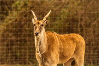 Zebras-Elands-Antelopes