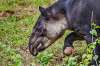 Red Panda and Baird's Tapir