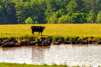 Big Black Cow on Bank of Pond