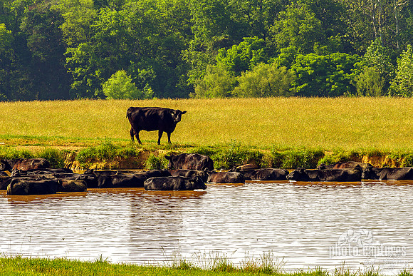 Big Black Cow on Bank of Pond
