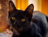 Adorable mischievous Black Male Kitten