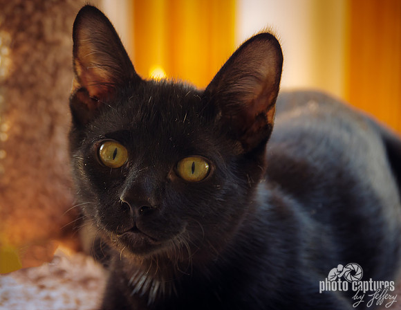 Adorable mischievous Black Male Kitten