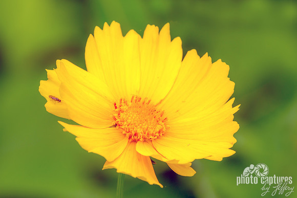 Lance-leaved Coreopsis Close View