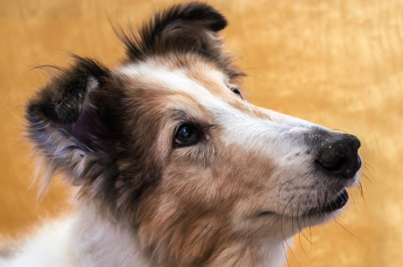 Kip With Loving Eyes 02082014