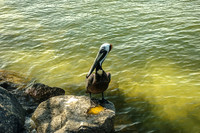 Eastern Brown Pelican Perched on Rock Landscape