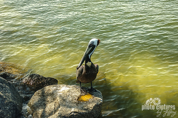Eastern Brown Pelican Perched on Rock Landscape
