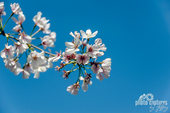 Against Blue Sky Cherry Tree Blossoms