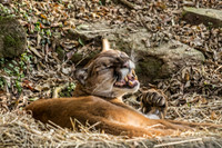 Big Cats