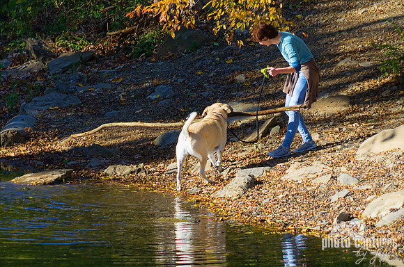 Pet owner with big dog walking out of Richland Creek with big stick