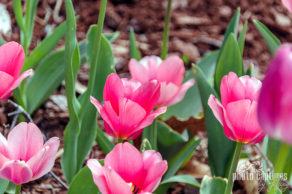 Elegant Pink Tulips Cheekwood Garden