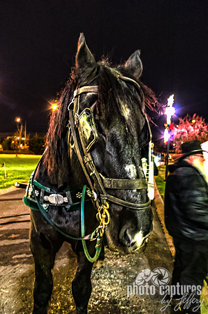 Expressive Carriage Horse Country Christmas Nashville TN