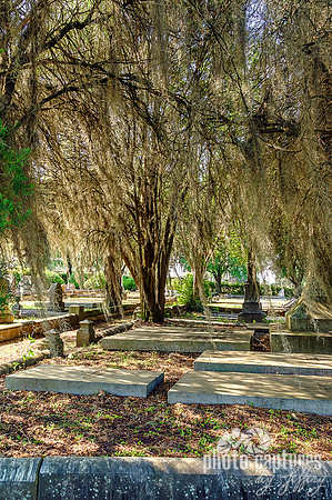 Oakwood Cemetery Spanish Moss on Tree