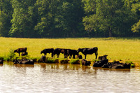 Black Cows In and By Pond