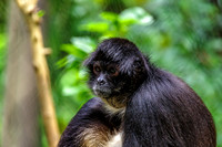 White Fur Around Lips Spider Monkey