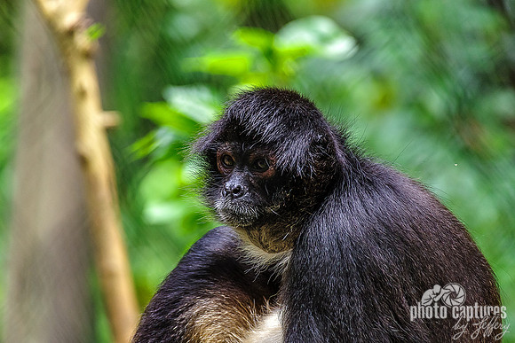 White Fur Around Lips Spider Monkey