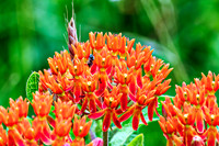 Butterfly Weed Asclepias tuberosa wildflower landscape