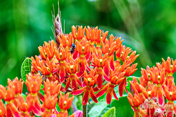 Butterfly Weed Asclepias tuberosa wildflower landscape